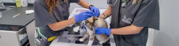 Importancia de la vacuna felina